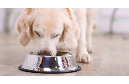 Összefüggés lehet a kutya étrendje és a szívbetegség egy típusa között