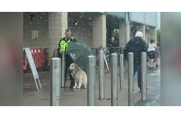 Hőssé vált az emberek szemében a biztonsági őr, aki ernyőt tartott az esőben várakozó kutya fölé