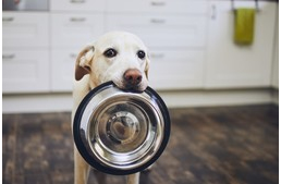 Egy hónapon belül a harmadik kutyaeledelt hívják vissza - ismét szalmonellát találtak egy termékben
