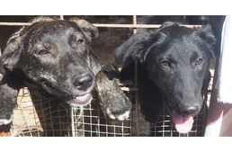 Az otthontalan állatokért fogtak össze a Hankook munkatársai