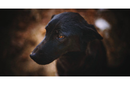 Sorozatos kutyamérgezés Somogy megyében: már 20 kutya esett áldozatul