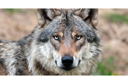 Őseinket még félelmetes, farkas kinézetű kutyák kísérték