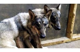 Farkascsempészeket buktatott le a finn rendőrség - kutya-farkas hibrideket tenyésztettek illegálisan
