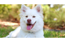 Fehér szőrű kutyák: érzékenyebbek “színes” társaiknál?