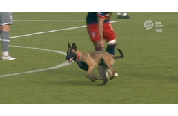 Ellopta egy kutya a labdát a focisták elől a Magyar Kupa meccsén
