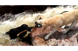 Hős kutya: kihúzta társát a folyó sodrásából
