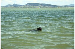 Új kutyás strand nyílna: nagy a vita körülötte