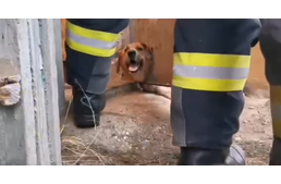 Tűzoltók mentették ki szorult helyzetéből a kutyát