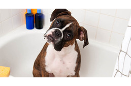 Gyógynövényes fürdő átfagyott kutyánknak?