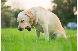 Gyomorhurut kutyáknál - Mit kell tudnod, ha hány a kutyusod?