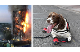 Négylábú hősök: kutyák segítik a tűzoltókat a leégett londoni toronyház romjainál