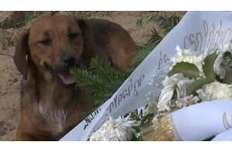 Szívbemarkoló látvány a gazdáját gyászoló kutyáé