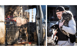 Bombák között - Állatmentés egy önkéntes szemével