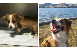 Csodálatos átalakulások - Kutyák az örökbefogadásuk előtt és után