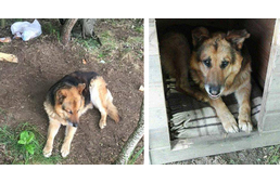 Déli határunk őrei mentettek meg egy öreg kóbor kutyát