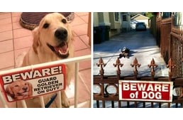 10 házőrző kutya, akiket nem lehet komolyan venni