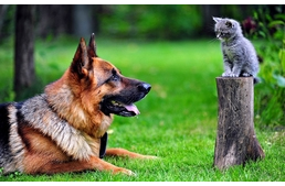 Kutyák és macskák – Ősi ellenségek?