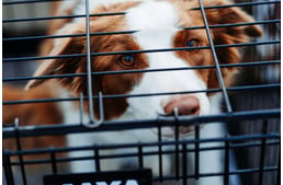 Betiltaná a kormány a kutyák, macskák és madarak árusítását az állatvásárokon