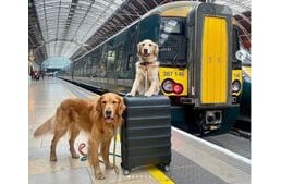 A vonatozó kutyus mindenkinek mosolyt csal az arcára 