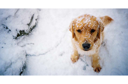 Extrém hideg érkezik - védjük meg kutyáinkat!