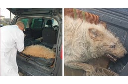 Hőgutát kapott egy kóbor kutya Ózdon – az utolsó pillanatban érkezett a segítség