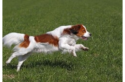 Kooikerhondje