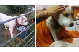 “Fülöpök országa vagyunk” - újabb duzzadt fejű kutyát mentettek az állatvédők