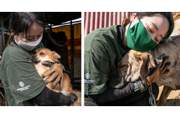 196 kutyát mentettek meg egy kutyafarmról Dél-Koreában: egyre kisebb a kereslet a kutyahúsra