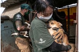 Történelmi bejelentés: végleg betiltják Dél-Koreában a kutyahús fogyasztást