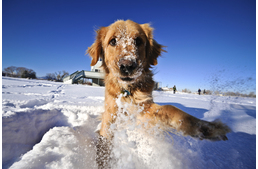 A kutyákra leselkedő téli veszélyek