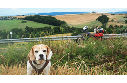 Kutya a motoron - Olaszország egy motoros és vagány kutyája szemével - 2. rész