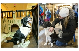 Gazdikereső kutyákat is fogad a kanadai kutyabarát hotel