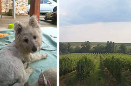 Őszi kutyaséta a festői Tokaj - Hegyalja történelmi borvidékén