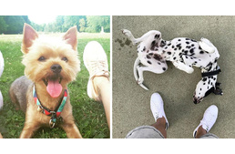 Magyar kutyák, akik meghódították az Instagramot