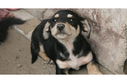 96 millió forinttal támogatja a kormány a kutyák ivartalanítását