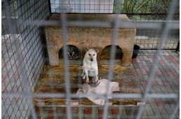 Állatvédő civil szervezetek munkáját támogatja Magyarország kormánya