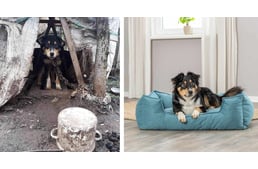 Igazi happy end: a láncról mentett magyar kutya nemzetközi reklámarc lett!
