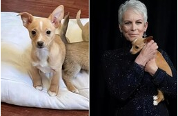 Így fogadta örökbe John Travolta Jamie Lee Curtis által kiskutyáját