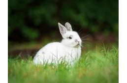 NyusziSTOP-ot kérnek az állatvédők húsvétra