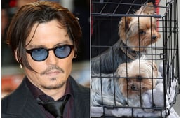 Mégsem ítélték el Johhny Depp feleségét kutyái miatt