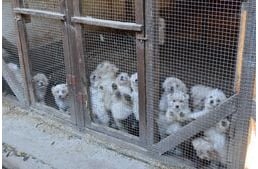86 kutya és több mint félszáz illegálisan tartott madár - Természetkárosítás miatt kell felelnie a gyulai férfinak