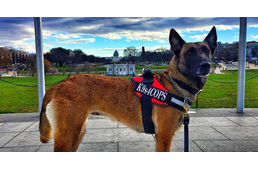 Amerika is kutyát ajándékoz Franciaországnak Diesel emlékére