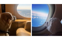 Indul az első kutyabarát légitársaság