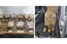 Renike, a kábítószer kereső kutya a nap hőse - 12 kg drogot szagolt ki!