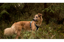 ​Kitilthatják a kutyásokat a Tátrai Nemzeti Parkból – „A szigorítást maguknak köszönhetik a kutyások”