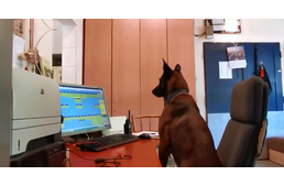Tarol a neten Karma, az ország egyik legjobb romkutató kutyájának videója