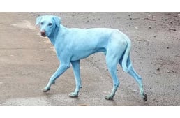 Kék kutyák Indiában - az emberi hanyagság újabb áldozatai