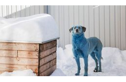 Kék és zöld bundájú kutyák rejtélye adta fel a leckét az orosz hatóságoknak