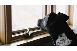 Kutyafon? A magányos kutyák szorongásának oldására fejlesztenek távhívásos rendszert