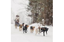 Hallottál már az alaszkai husky-ról? Rengeteg kutyásban felháborodást keltenek tartási körülményeik.